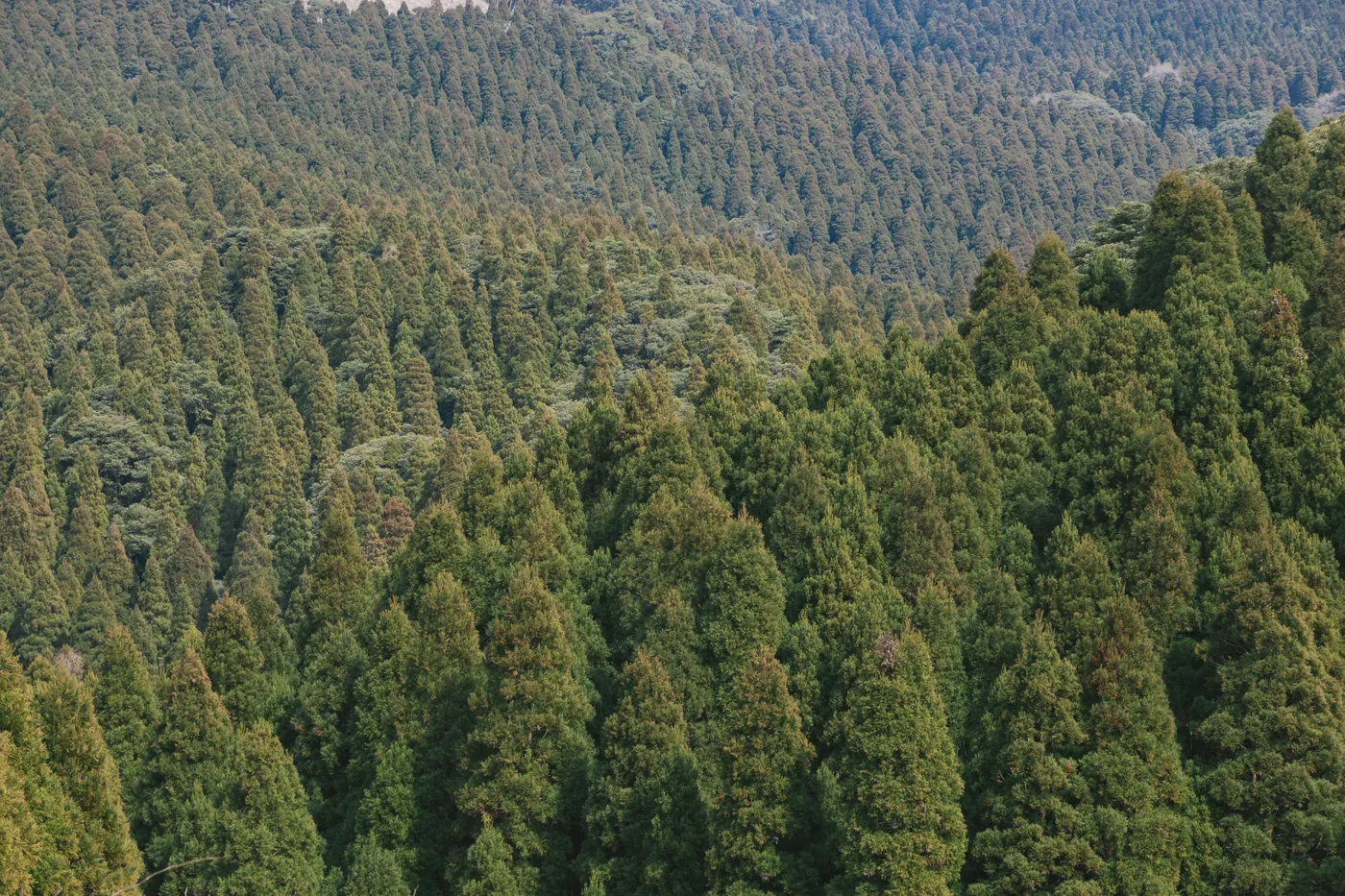 突然ですが、問題です。日本の山の木は、、、 | 日記家具