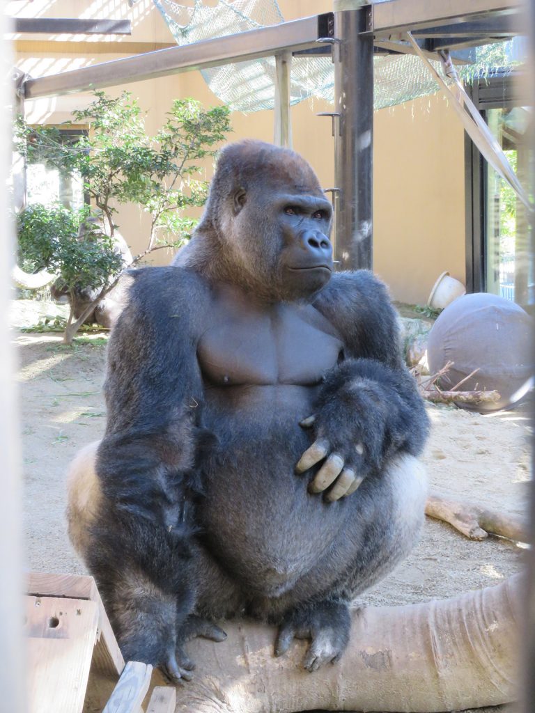 京都市動物園のニシゴリラ モモタロウ