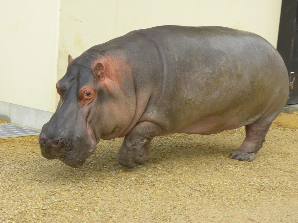 京都市動物園のカバ ツグミ