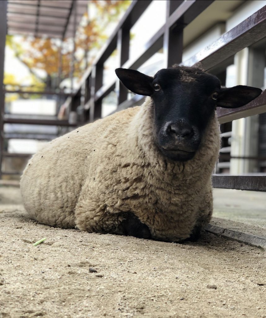 京都市動物園のヒツジ チョコ